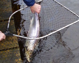 first 2007 salmon released